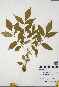 Fraxinus pennsylvanica image