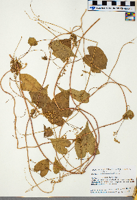 Fallopia cilinodis image