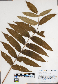 Rhus typhina image