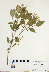 Cornus racemosa image