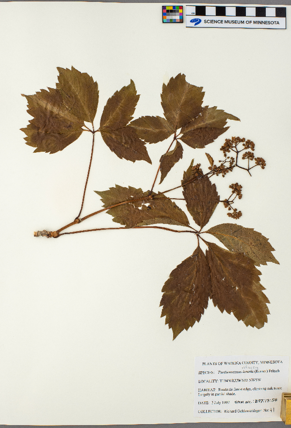 Parthenocissus vitacea image