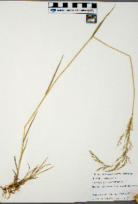 Agrostis stolonifera image