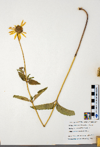 Heliopsis helianthoides image