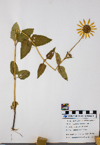 Heliopsis helianthoides image