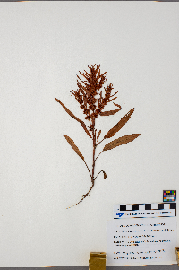 Rumex maritimus image