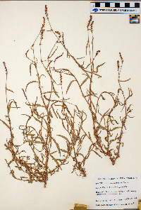 Polygonum aviculare image