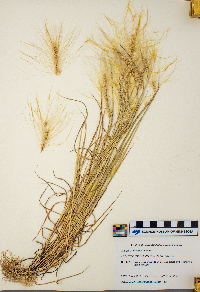 Hordeum jubatum image