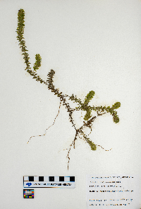 Elodea canadensis image