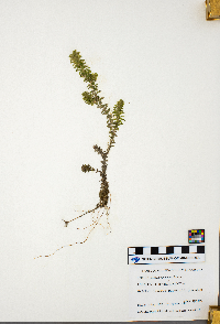 Elodea canadensis image