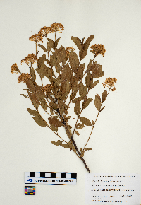 Ceanothus herbaceus image