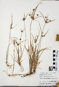 Cyperus schweinitzii image