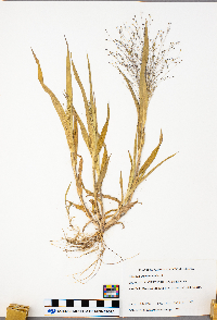 Panicum capillare image