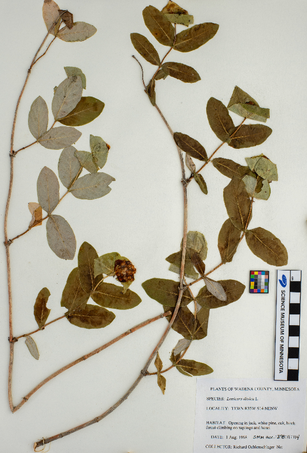 Lonicera dioica image