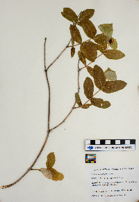 Lonicera dioica image