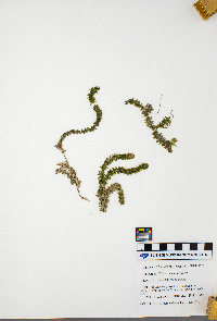 Elodea canadensis image