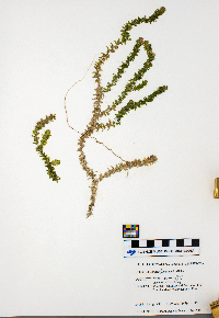 Elodea canadensis image