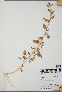 Chenopodium album image