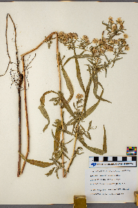 Symphyotrichum lateriflorum image