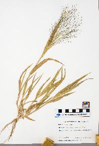 Panicum capillare image