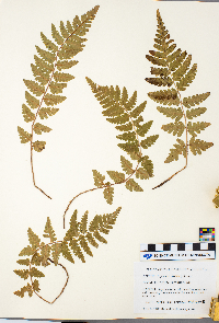 Dryopteris cristata image