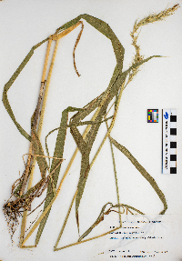 Elymus canadensis image