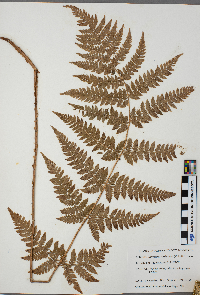 Dryopteris carthusiana image