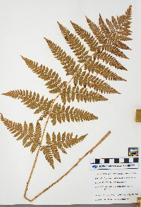 Dryopteris carthusiana image