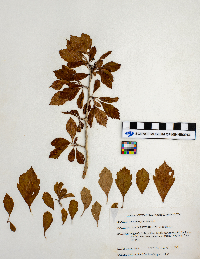 Crataegus punctata image