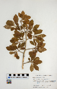 Crataegus punctata image