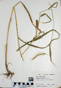 Elymus canadensis image