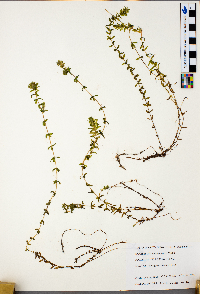 Elodea canadensis image