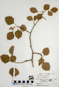 Crataegus chrysocarpa image