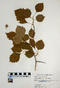 Crataegus chrysocarpa image