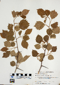 Crataegus chrysocarpa image