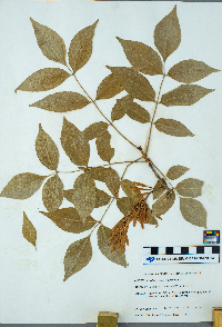 Fraxinus pennsylvanica image