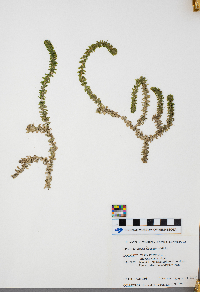 Elodea canadensis image