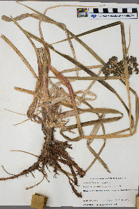 Scirpus microcarpus image