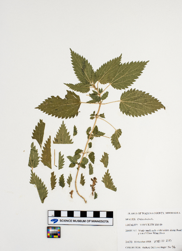 Urtica dioica image