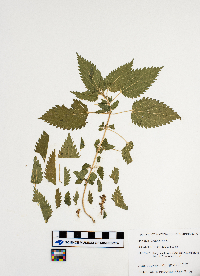 Urtica dioica image