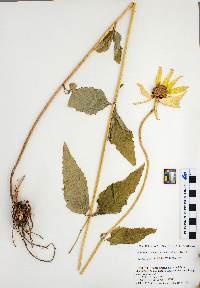 Heliopsis helianthoides image