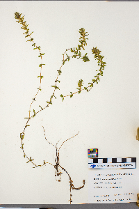 Elodea canadensis image