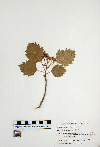 Crataegus chrysocarpa image