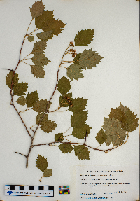 Crataegus chrysocarpa image