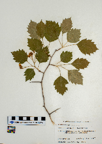 Crataegus chrysocarpa image