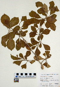 Crataegus punctata image