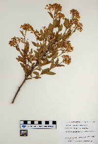 Ceanothus herbaceus image