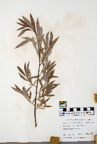 Salix petiolaris image