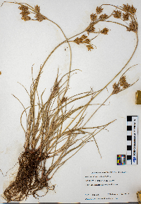 Cyperus schweinitzii image