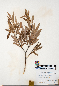 Salix petiolaris image