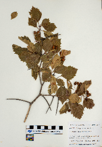 Crataegus chrysocarpa image